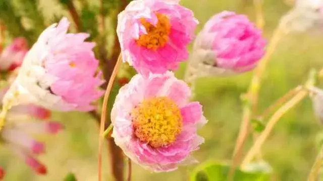 花言葉 ローダンセ 風水で運気アップ 誕生花とスピリチュアルな伝説について ローリエプレス