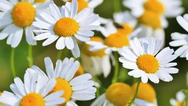 花言葉 カモミール 風水で運気アップ 誕生花とスピリチュアルな伝説について ローリエプレス