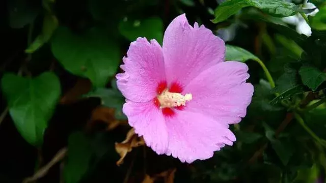 花言葉 ムクゲ 風水で運気アップ 誕生花とスピリチュアルな伝説について ローリエプレス 花言葉 ムクゲ 風水で運気アップ 誕生花とスピリチュアルな伝説について ローリエプレス