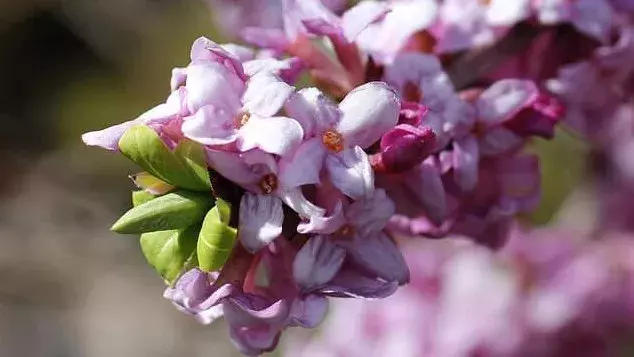 花言葉 沈丁花 風水で運気アップ 誕生花とスピリチュアルな伝説について ローリエプレス