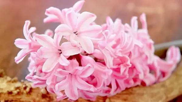 花言葉 ヒヤシンス 風水で運気アップ 誕生花とスピリチュアルな伝説について ローリエプレス