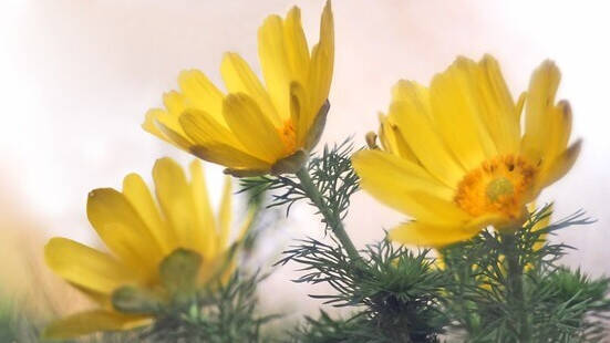 花言葉 フクジュソウ 風水で運気アップ 誕生花とスピリチュアルな伝説について ローリエプレス 花言葉 フクジュソウ 風水で運気アップ 誕生花とスピリチュアルな伝説について ローリエプレス