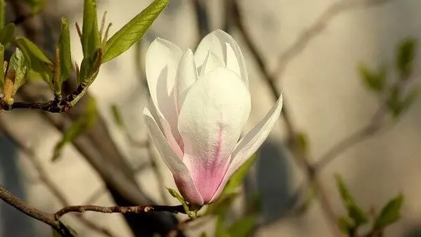花言葉 モクレン 風水で運気アップ 誕生花とスピリチュアルな伝説について ローリエプレス