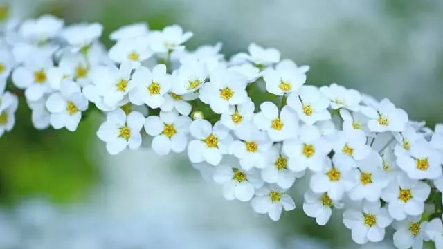 花言葉 雪柳 風水で運気アップ 誕生花とスピリチュアルな伝説について ローリエプレス