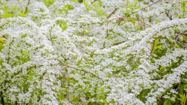 花言葉 雪柳 風水で運気アップ 誕生花とスピリチュアルな伝説について ローリエプレス