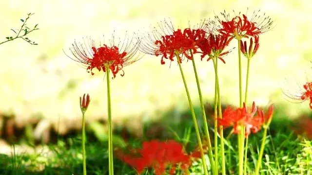 夢占い 彼岸花の夢は危険に近づくなという警告 花が伝える意味13選 ローリエプレス