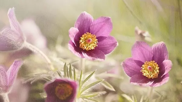 花言葉 オキナグサ 風水で運気アップ 誕生花とスピリチュアルな伝説について ローリエプレス