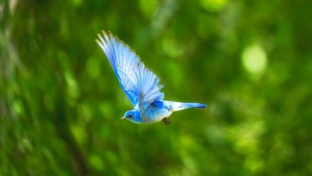 幸運を呼ぶ 強力な待ち受け画面 願いが叶う開運シンボルは ローリエプレス 幸運を呼ぶ 強力な待ち受け画面 願いが叶う開運シンボルは ローリエプレス