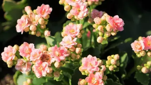 花言葉 カランコエ 風水で運気アップ 誕生花とスピリチュアルな伝説について ローリエプレス