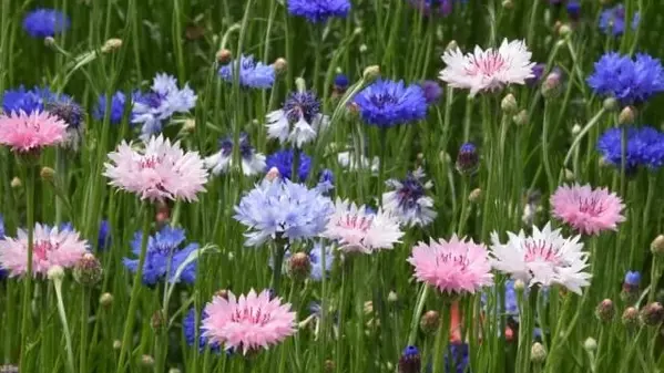 花言葉 ヤグルマギク 風水で運気アップ 誕生花とスピリチュアルな伝説について ローリエプレス