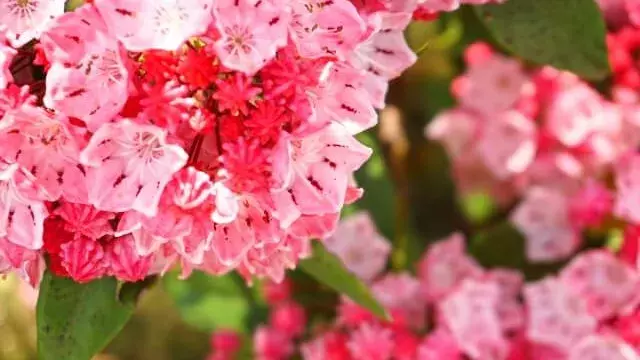 花言葉 カルミア 風水で運気アップ 誕生花とスピリチュアルな伝説について ローリエプレス
