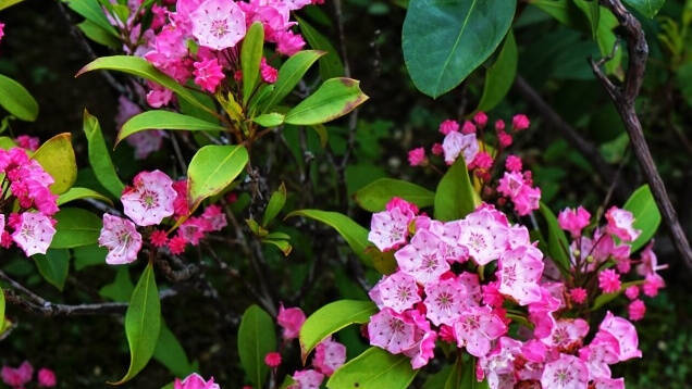 花言葉 カルミア 風水で運気アップ 誕生花とスピリチュアルな伝説について ローリエプレス