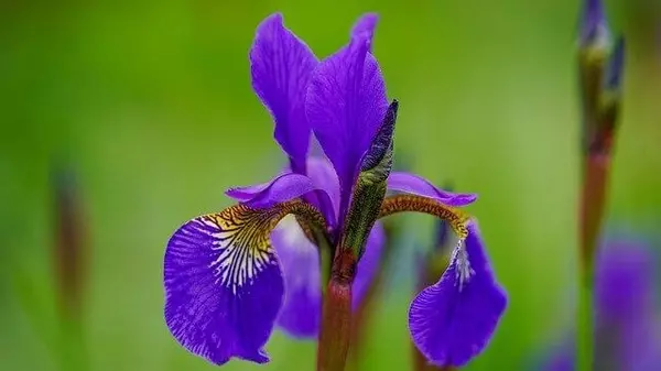 花言葉 アイリス 風水で運気アップ 誕生花とスピリチュアルな伝説について ローリエプレス