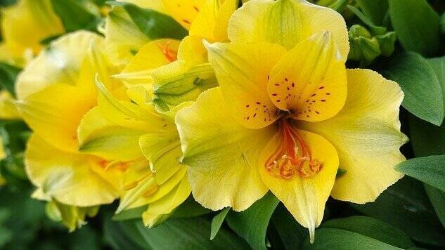 花言葉 アルストロメリア 風水で運気up 誕生花とスピリチュアルな伝説 ローリエプレス