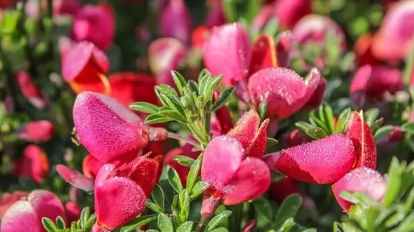 花言葉 エニシダ 風水で運気アップ 誕生花とスピリチュアルな伝説について ローリエプレス