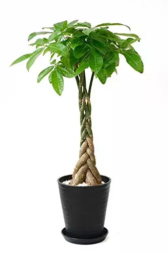 仕事運を上げる風水術15選 方角 色 観葉植物の使い方も ローリエプレス 3 3