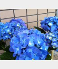 よしだ　まりこ