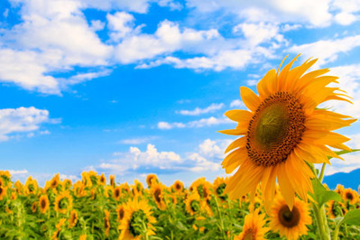 ワーママの夏休み2017　～子どもの長期休み乗りきり術～