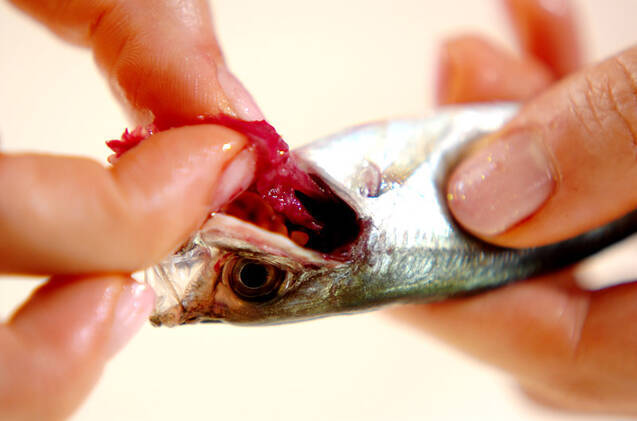 豆アジのマリネの作り方の手順1