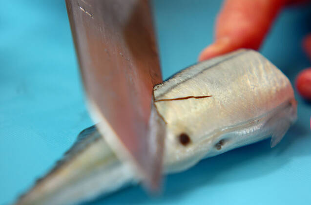 梅風味焼きサンマの作り方の手順1