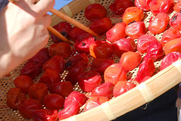 一番ていねいな梅干しの漬け方の作り方の手順15