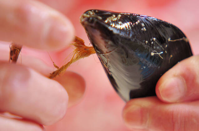 ピンチョス3種盛りの作り方の手順1