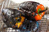 焼きパプリカのカラフルマリネの作り方の手順1
