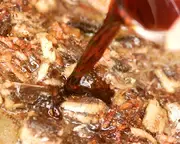 サーディンの和風パスタの作り方4