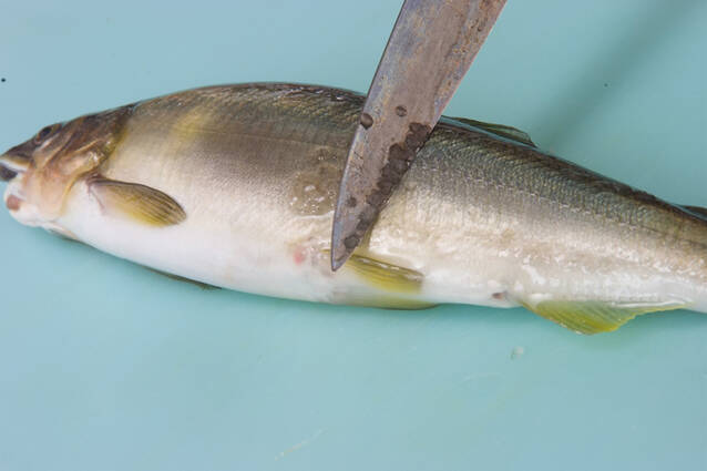 オーブンで簡単！鮎の塩焼き シンプルな焼き方のコツを伝授の作り方の手順1