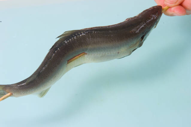 オーブンで簡単！鮎の塩焼き シンプルな焼き方のコツを伝授の作り方の手順2