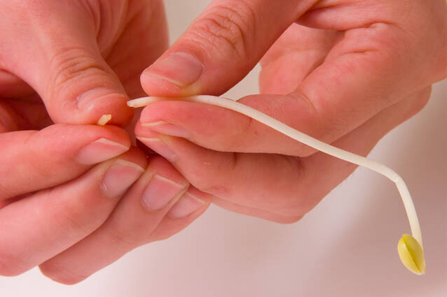 豆モヤシのナムル風の作り方の手順1