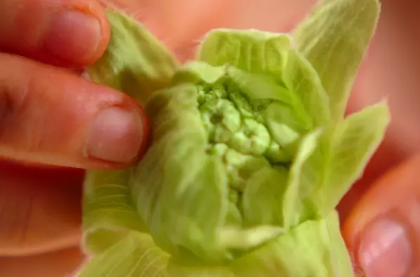 香りがたまらない!フキノトウの天ぷらの下準備1