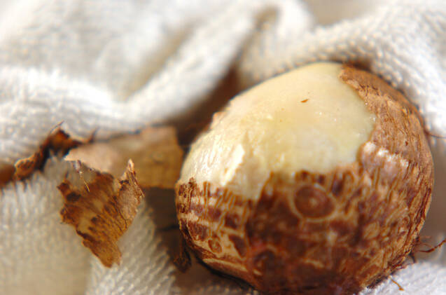 ほっくり！子芋の含め煮の作り方の手順1