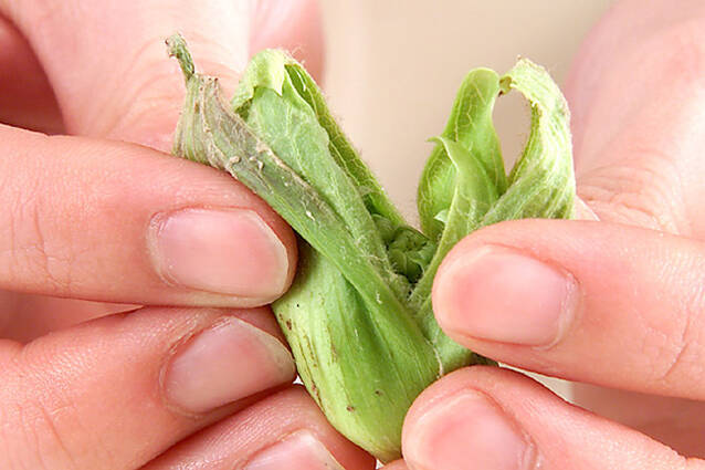 春の山菜の天ぷらの作り方の手順1