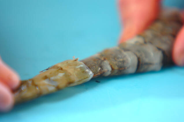 エビのチリソース炒めの作り方の手順1