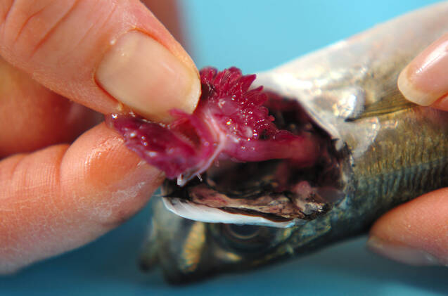 骨までおいしく！さっぱりアジの南蛮揚げの作り方の手順1