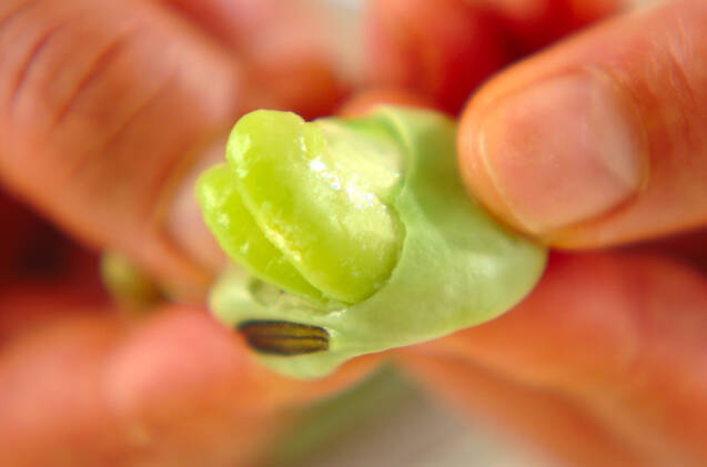 ソラ豆とタコのガーリックバター炒めの作り方の手順1