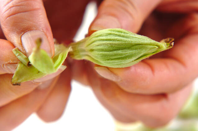 フキノトウの炊き込みご飯の作り方の手順1