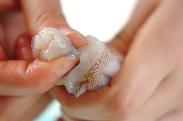 イカのホイル焼きの作り方の手順1