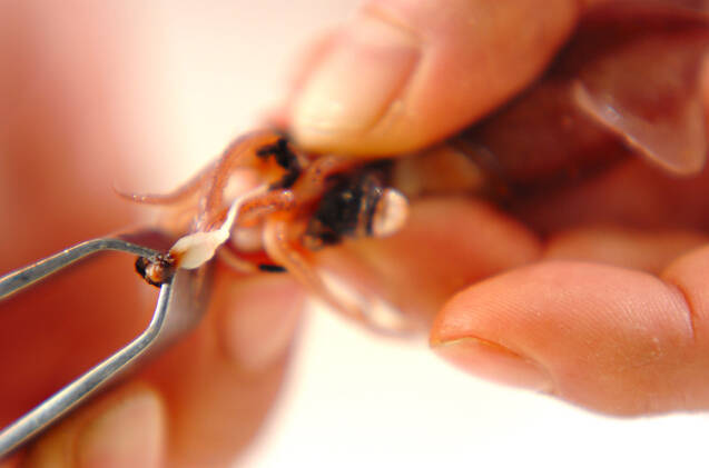 ホタルイカのからし酢みそがけの作り方の手順1