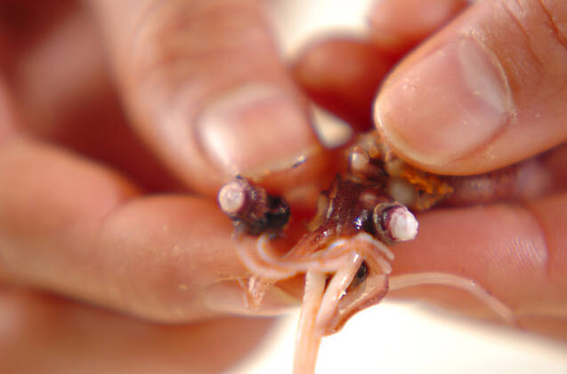 ホタルイカの簡単トマト煮の作り方の手順1