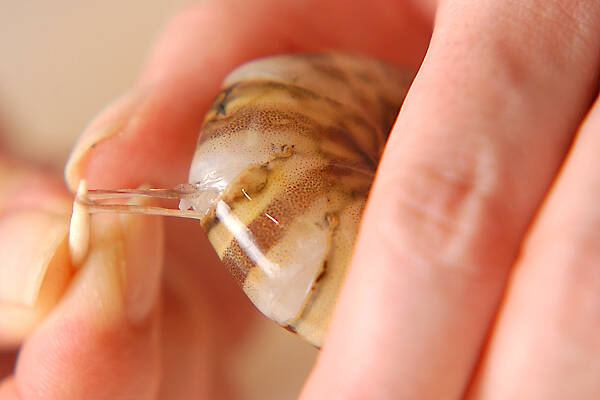 エビの甘煮の作り方の手順2