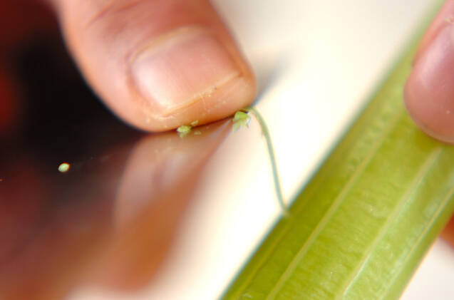 ゴボウの牛肉ロールの作り方の手順2