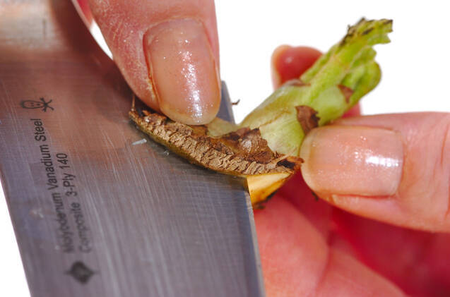 春の天ぷらの作り方の手順2