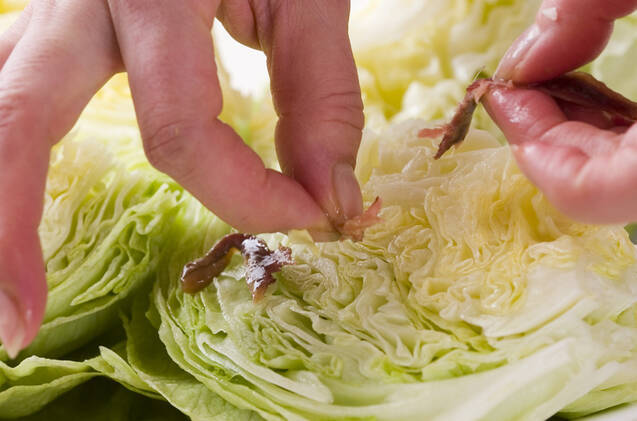 レタスアンチョビサラダの作り方の手順2