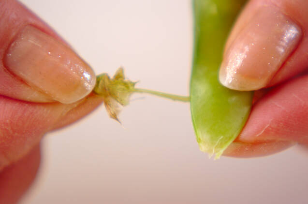 アサリのお吸い物の作り方の手順3