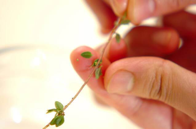 タイムが香るマッシュポテトの作り方の手順1
