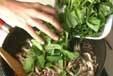 ホウレン草のフジッリの作り方9