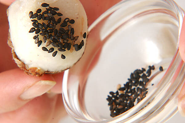 キヌカツギの作り方の手順3