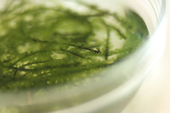 海ぶどうの梅肉和えの作り方の手順1